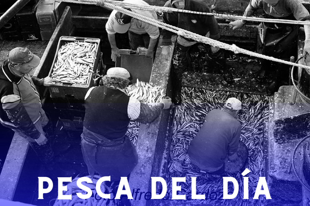 PESCA DEL DIA